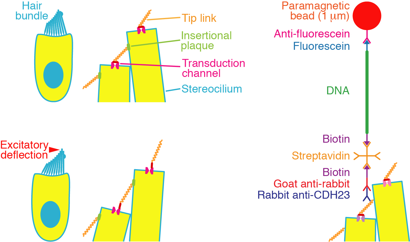 The Rockefeller University » Direct mechanical stimulation of tip links